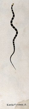 A snake, very small and slender, pale yellow in colour, with dark brown oval-shaped markings or cross-bands. Watercolour, ca. 1795.