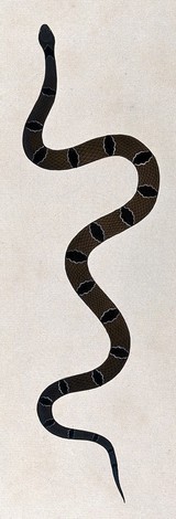 A snake, dark green/brown in colour, with dark brown oval-shaped markings or cross-bands edged in white. Watercolour, ca. 1795.