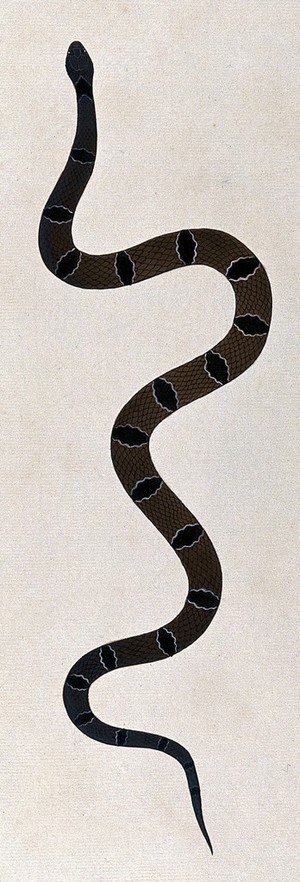 view A snake, dark green/brown in colour, with dark brown oval-shaped markings or cross-bands edged in white. Watercolour, ca. 1795.