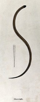 A snake, dark in colour, with two yellow stripes running the length of its body: also includes an outline drawing showing the underside of the tail. Watercolour, ca. 1795.