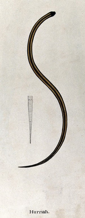 view A snake, dark in colour, with two yellow stripes running the length of its body: also includes an outline drawing showing the underside of the tail. Watercolour, ca. 1795.