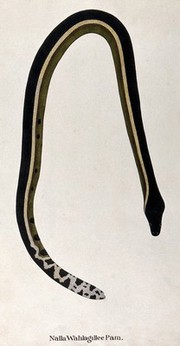 A snake, dark in colour, with a yellowish stripe running along its side, a green underbelly and a white tail with patchy black markings. Watercolour, ca. 1795.
