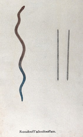 A snake, small and slender, colour fading from light red-brown at the head to blue at the tail: includes two small figures of snake seen from above and below. Watercolour, ca. 1795.