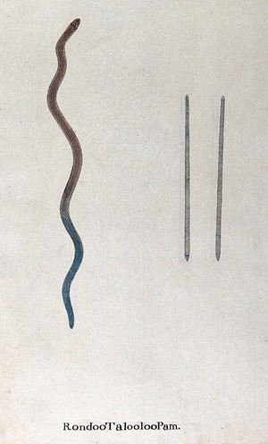 view A snake, small and slender, colour fading from light red-brown at the head to blue at the tail: includes two small figures of snake seen from above and below. Watercolour, ca. 1795.