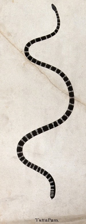 view A snake, black or dark grey in colour, with white cross-banded markings. Watercolour, ca. 1795.