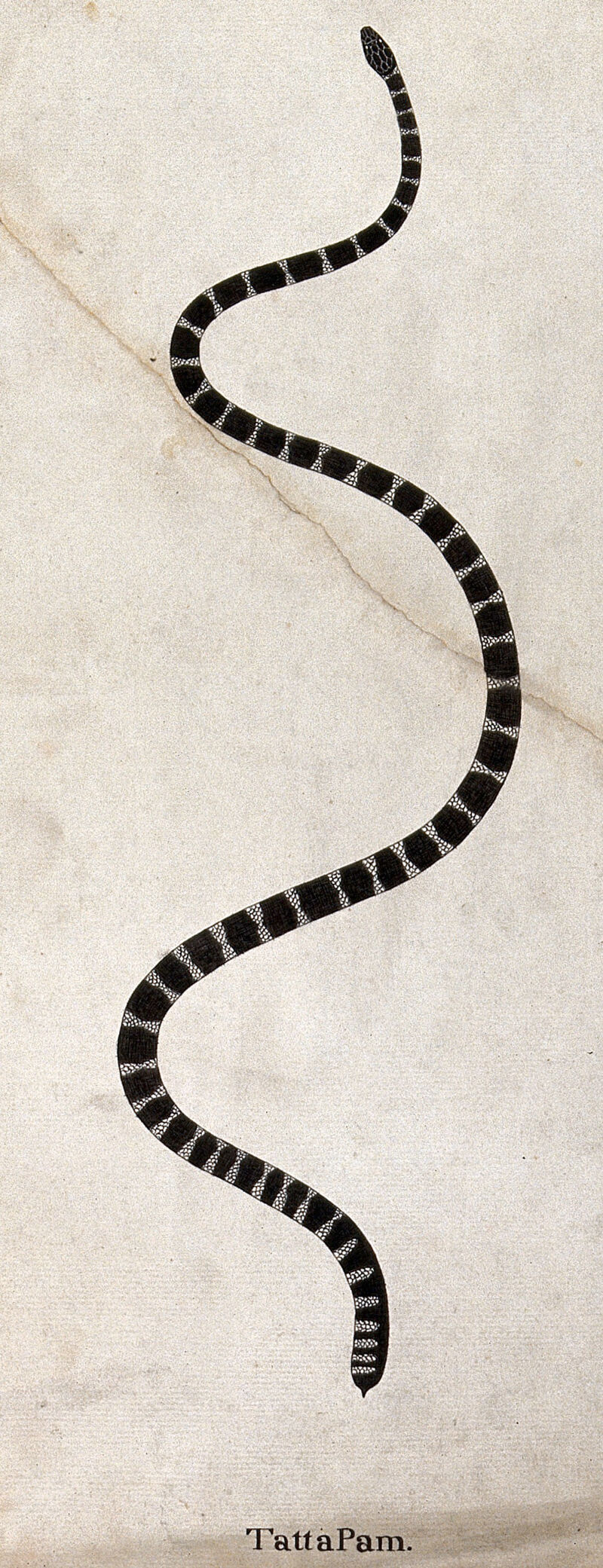 black and white snake images