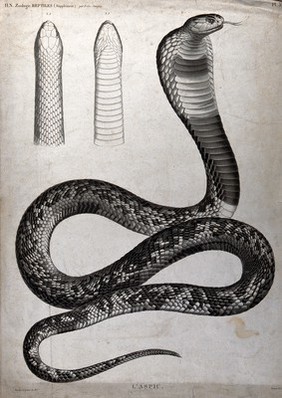 Asp: three figures, one illustrating the snake in its entirety, the other two showing its head, viewed from above and below. Stipple engraving by Tresca, 1813.