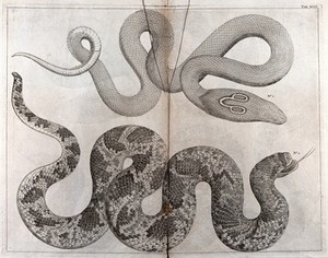 view Two snakes, including an Indian Cobra (?), with 'spectacle' marking on its hood. Etching, 18--?.