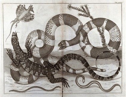 Snakes and lizards. Etching, 18--?.