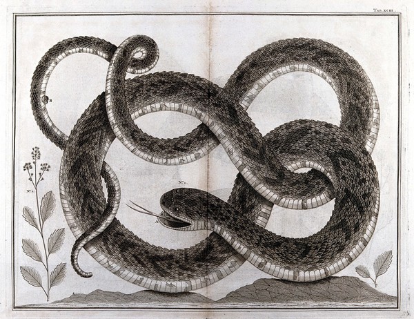 Snake. Etching, 18--?.