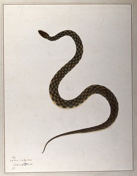 Snake, pale yellow in colour, with dark green patches. Watercolour by Bhawani Das, 1783.