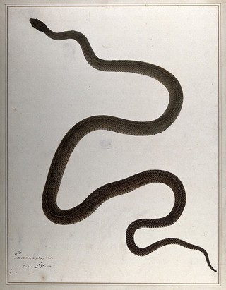 Snake, grey-green in colour. Watercolour by Bhawani Das, 1782.