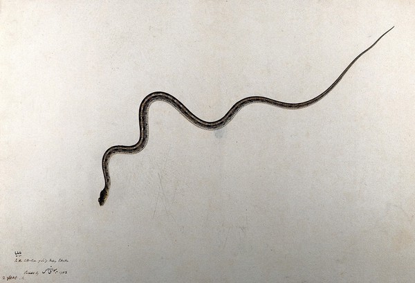 Snake, slender with stripe on back and black markings on grey. Watercolour by Bhawani Das, 1782.