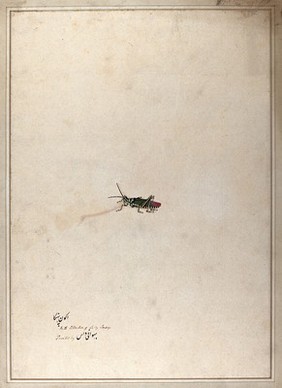 Grasshopper. Watercolour by Bhawani Das.