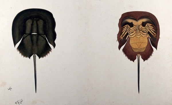 Horseshoe crab: dorsal and ventral views. Watercolour by Zayhn al-Din, 1777/1783.