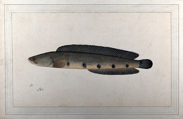 Fish. Watercolour by Bhawani Das, 1777/1783.