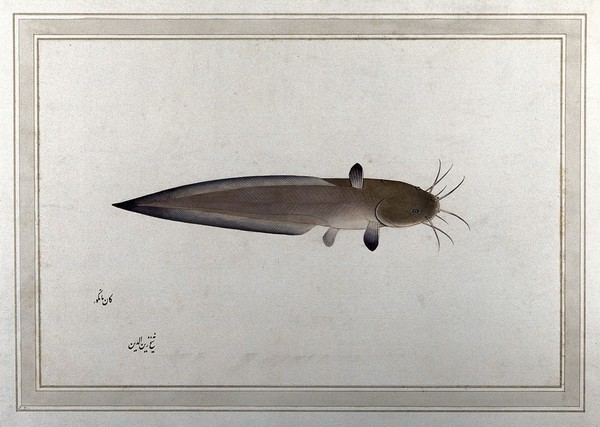 Fish (catfish?) Watercolour by Zayn Al-Din, 1777/1783.