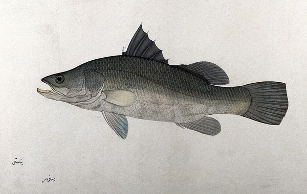 Fish. Watercolour by Bhawani Das, 1777/1783.