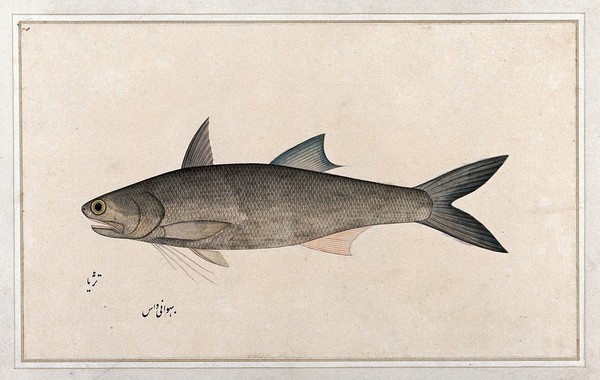 Fish. Watercolour by Bhawani Das, 1777/1783.