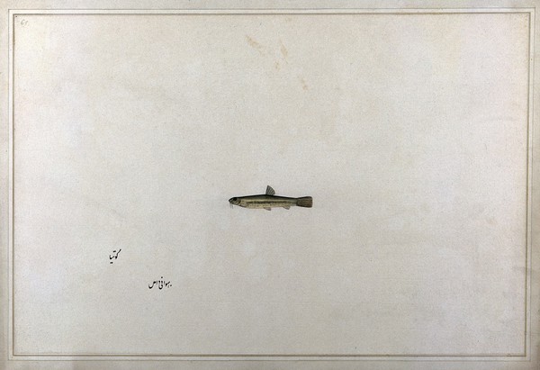 Fish. Watercolour by Bhawani Das, 1777/1783.