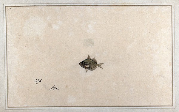 Fish. Watercolour by Bhawani Das, 1777/1783.