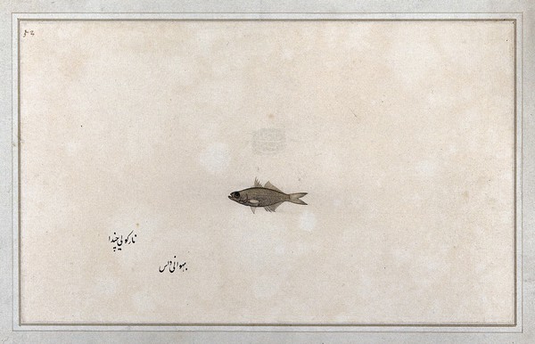 Fish. Watercolour by Bhawani Das, 1777/1783.