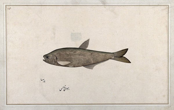 Fish. Watercolour by Bhawani Das, 1777/1783.