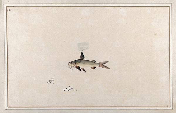 Fish. Watercolour by Bhawani Das, 1777/1783.