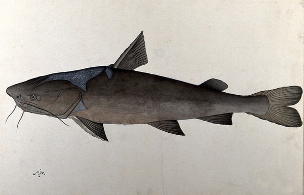 Fish. Watercolour by Bhawani Das, 1777/1783.