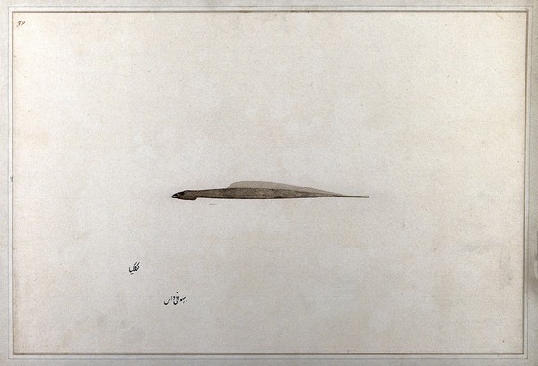 Fish. Watercolour by Bhawani Das, 1777/1783.