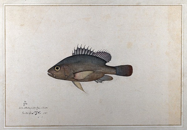 Fish. Watercolour by Bhawani Das, 1783.