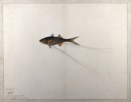 Fish. Watercolour by Zayn Al-Din.