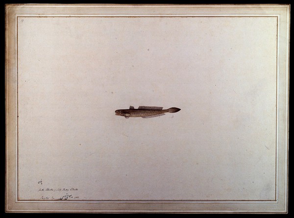 Fish. Watercolour by Bhawani Das, 1783.