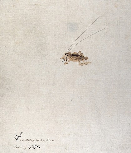 Grasshopper (?). Watercolour, 1777/1783.