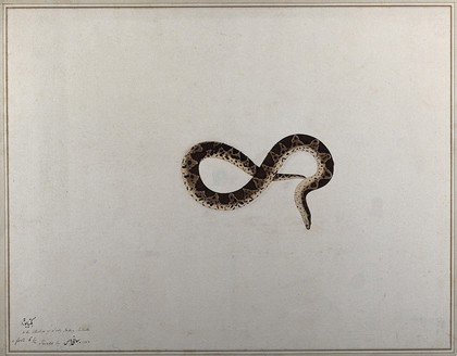 Snake, with dark brown diamond-shaped markings on its back and a beige underbelly. Watercolour, 1782.