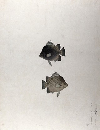 Two fish. Watercolour, 1783.