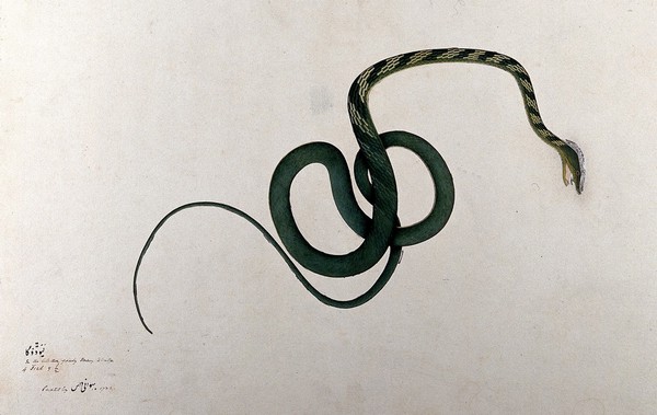 Snake, green body, with cross-banded pattern on upper body. Watercolour, 1782.