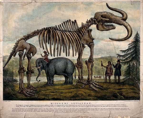 Skeleton of the Missouri Leviathan: the skeleton is shown standing in a pastoral setting, with a Native American shown seated on an elephant to indicate scale, while another Native American and a man in Western dress look on. Coloured lithograph by G. Tytler, ca. 1845.