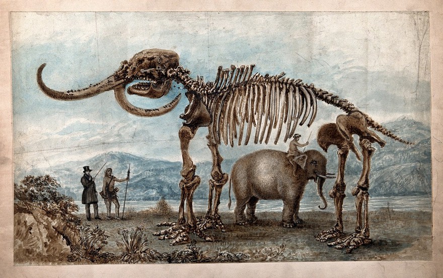 Skeleton of the Missouri Leviathan: the skeleton is shown standing in a pastoral setting, with a Native American shown seated on an elephant to indicate scale, while another Native American and a man in Western dress look on. Watercolour, possibly by G. Tytler, ca. 1842.