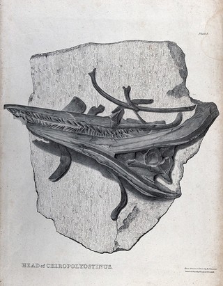 Fossilized head of a chiropolyostinus. Lithograph by B.J. Rossiter, 18--?.