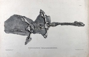 view Fossilized skeleton of a plesiosaurus triatarsostinus. Lithograph by H. O'Neill, 1834.