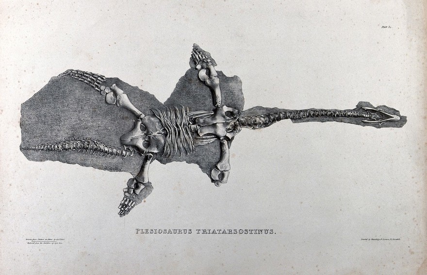 Fossilized skeleton of a plesiosaurus triatarsostinus. Lithograph by H. O'Neill, 1834.