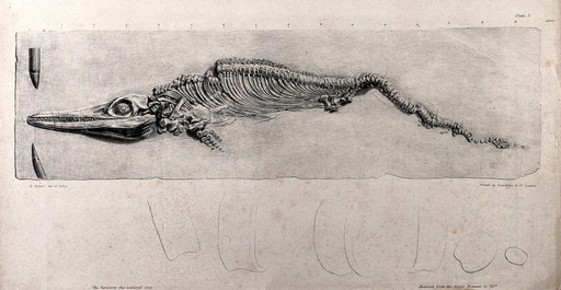 Fossilized skeleton of a water-dwelling dinosaur, with an outline drawing below, showing the vertebrae at life-size. Lithograph by G. Scharf, 18--.