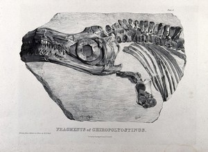 view Fossilized head and bone fragments of a chiropolyostinus. Lithograph by H. O'Neil, 18--?.