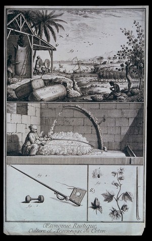 view Textiles: cultivation and spinning of cotton. Engraving.