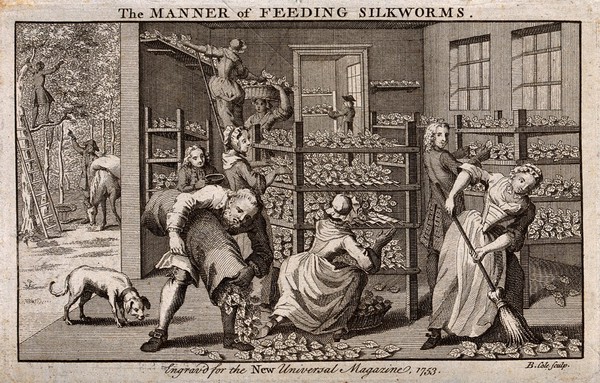 Textiles: various workers laying out mulberry leaves to feed silkworms. Engraving by B. Cole, 1753.