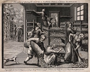 view Textiles: laying out mulberry leaves to feed silkworms. Engraving attributed to B. Cole, 1749.