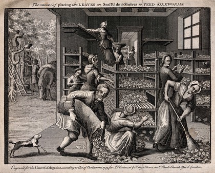 Textiles: laying out mulberry leaves to feed silkworms. Engraving attributed to B. Cole, 1749.