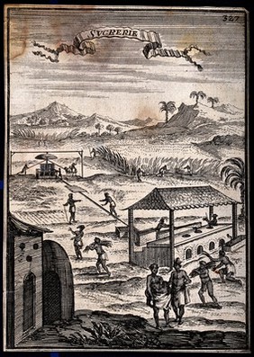 Sugar: a plantation of sugar cane in the Caribbean islands, with black workers and processing equipment in the foreground. Engraving, 1683, after S. Leclerc, ca 1671.