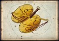 view Astrology: signs of the zodiac, Libra. Coloured engraving.